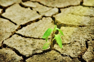 Fresh Green Tree Growing Through Dry Cracked Soil