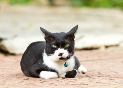 Crafty Cat Lying On Floor black and white