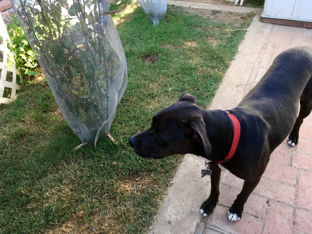 This dog is a natural gardener. She loves chasing critters off of my tomato plants.