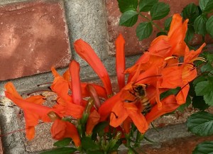 Some bees pollinating flowers.