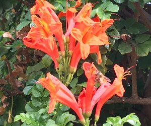 Bees pollinating a bunch of flowers.