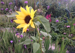 Sunflower, verbena bonariensus, penstemon and cosmos -- a bee banquet!