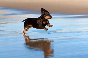 A OurBumble.com member frolics at beach