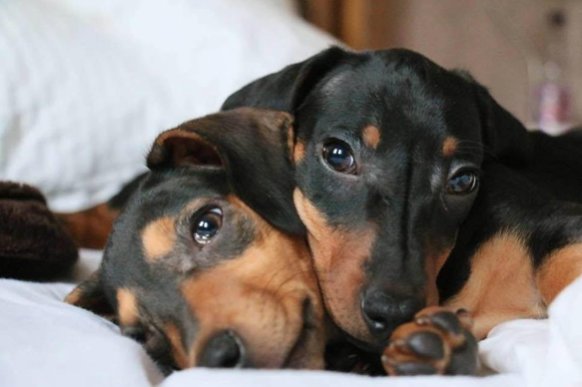 Mac n Tosh of OurBumble.com cuddlinSunset at OurBumble.com