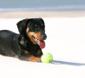 A member of the OurBumble.com staff with tennis ball