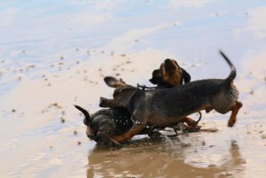 Mac n Tosh of the OurBumble.com roughhouse