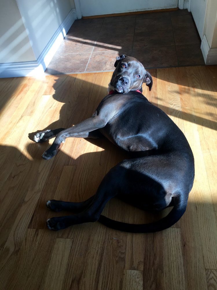 Dog enjoying sunshine on a cold day
