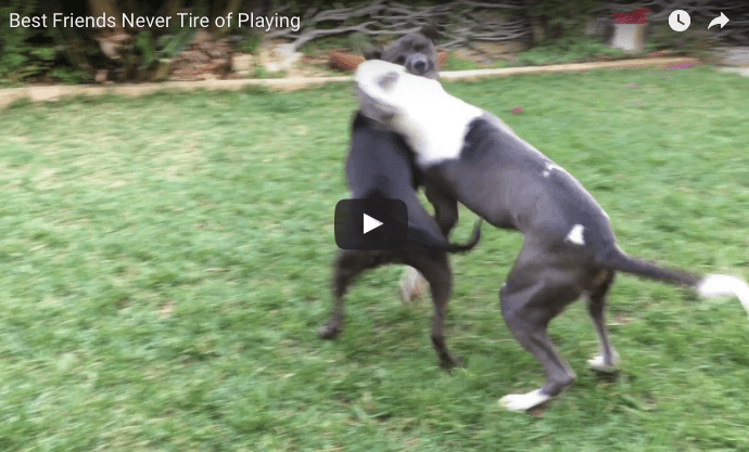 Screenshot from video of dogs playing