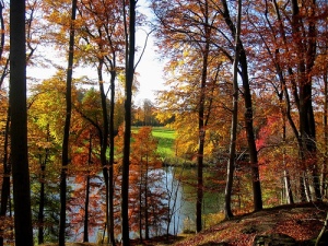 autumn view of tree lined lake