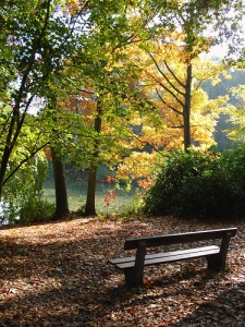 gorgeous forest view from park bench