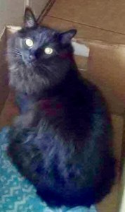 Miss Princess one of my three cat’s.