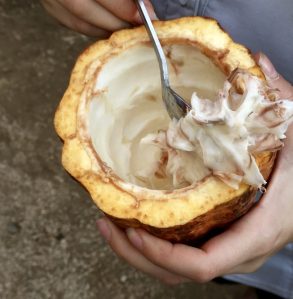 These insides of a cocoa bean taste sweet and nothing like processed chocolate.