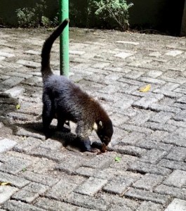 Coati