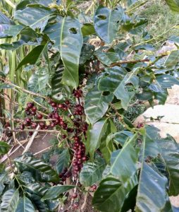 These coffee berries taste sweet before they're processed.