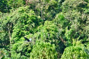 A bird soars over Pacuare River, Costa Rica.