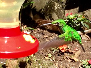 Costa Rican hummingbirds come in many colors and sizes including this iridescent green.