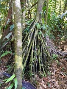 Walking tree's roots seek sun and water.