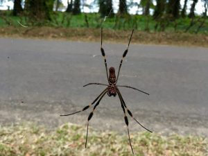 Costa Rica is heaven for more critters than most anywhere, including fuzzy kneed big insects on the side of the road.