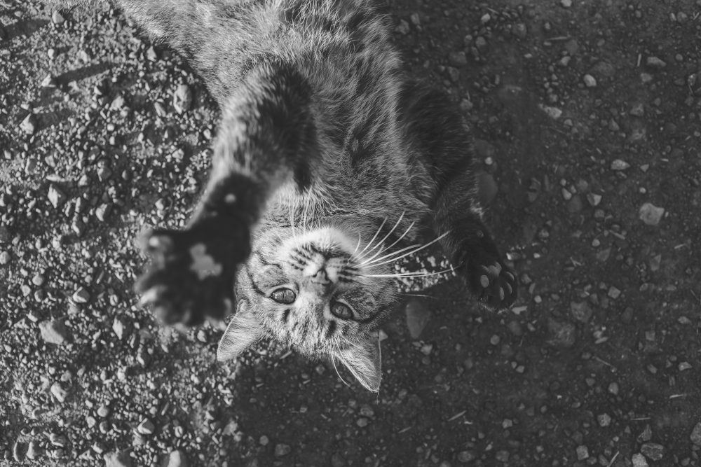 Black and white photo of striped tabby cat waving hello