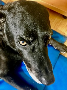 Beautiful face of my black Labrador mix dog