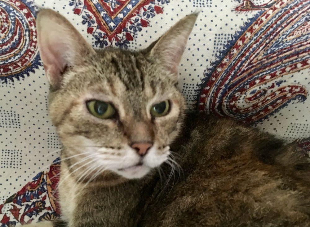 Striped cat with great fur