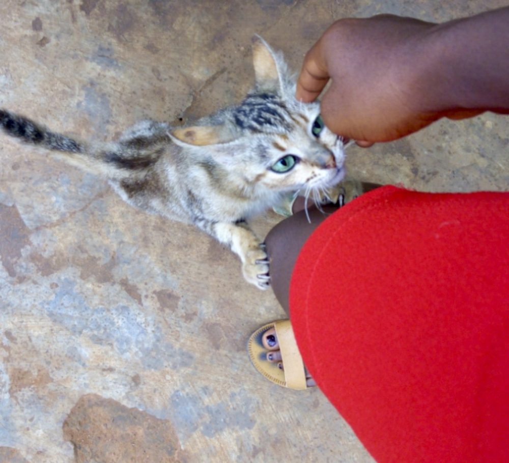 Green Eyed Cat by Abigail Padi