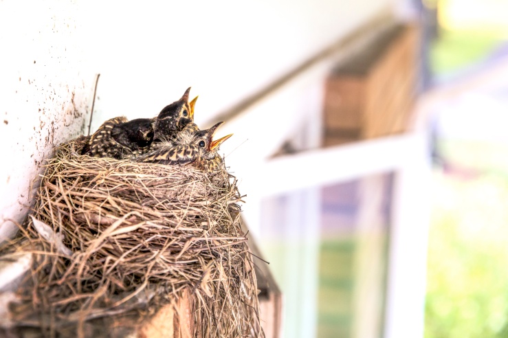 Nest of chicks