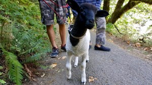 Sheep taking a hike with its people