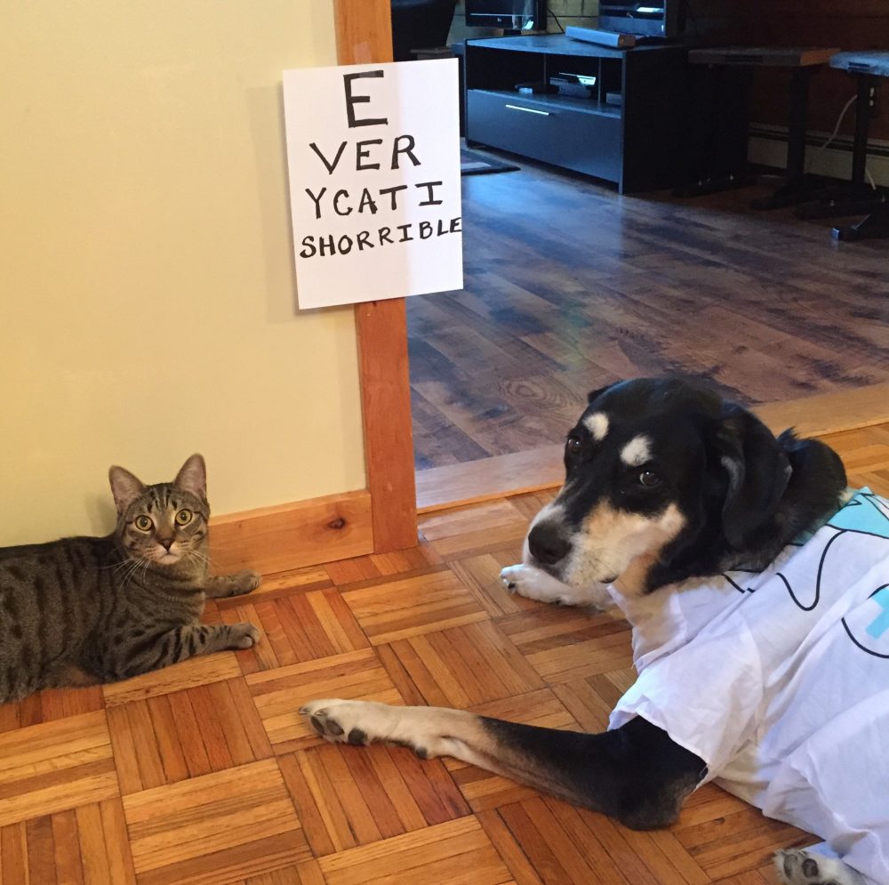 photo of dog & cat & eye test that reads, "every cat is horrible"