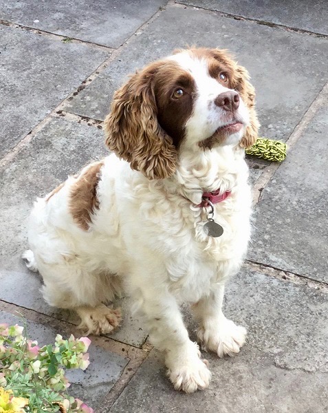 Molly the spaniel
