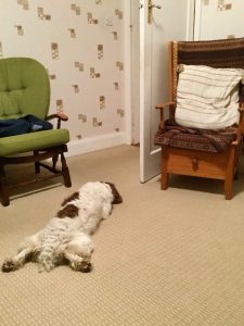 Molly sprawled on floor.