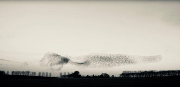 Murmuration of starlings over a field