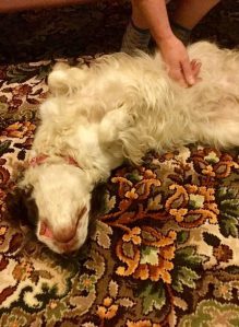 Molly loves tummy rubs.