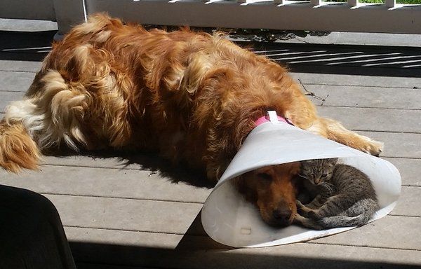 Photo of cat keeping an injured dog company inside of the dog's big cone sort of collar