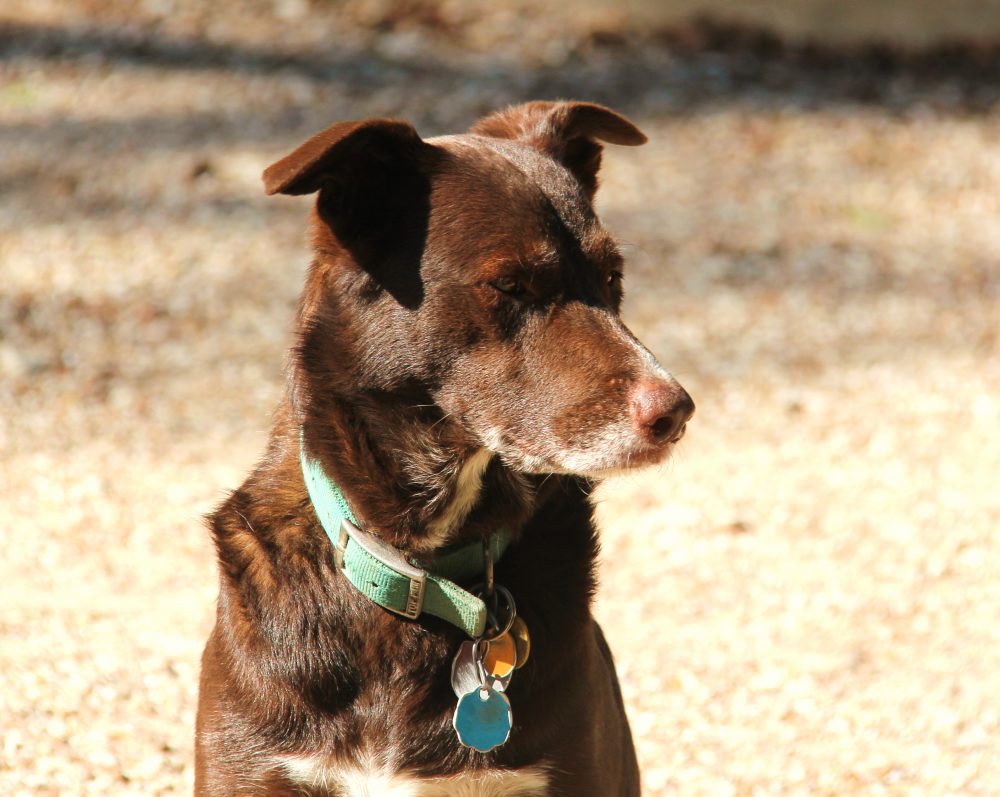 Photo of brown dog by Yvonne Daniels