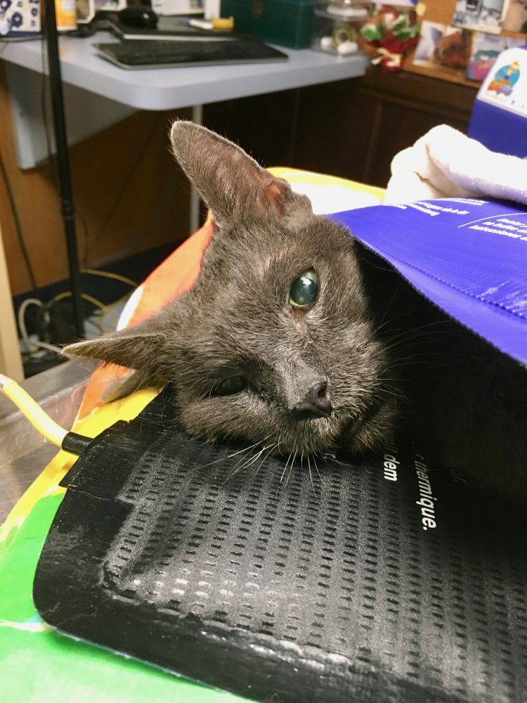 Photo of ailing cat at the vet
