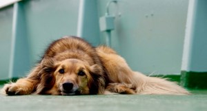 photo of forlorn dog