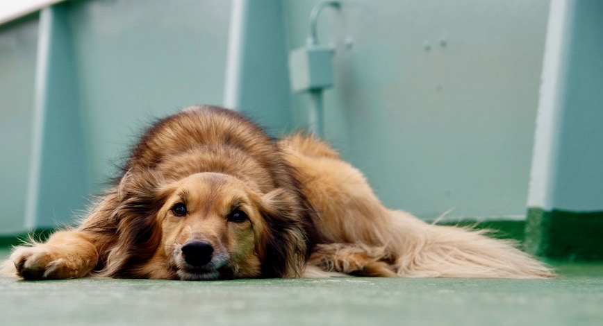 photo of forlorn dog