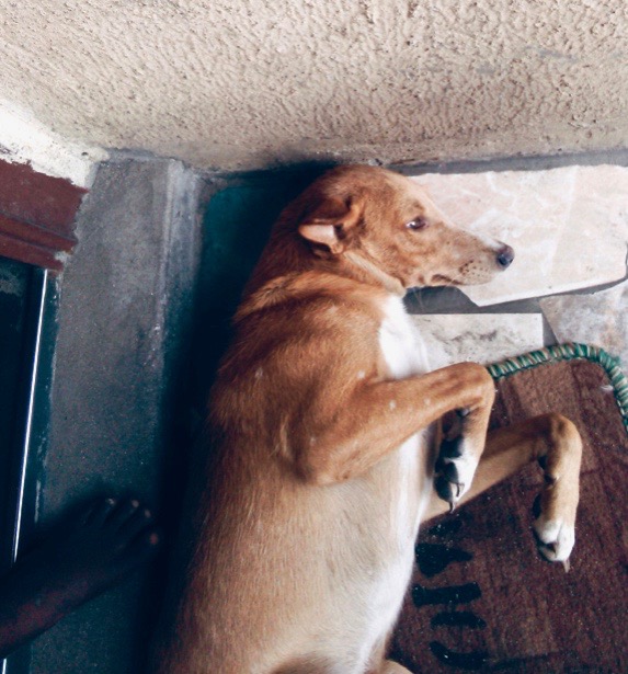 Photo of a mixed breed brown and white dog lying down on a matt.