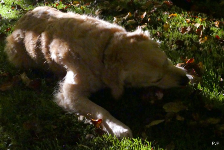 001_Geburtstagknochen6hpjp