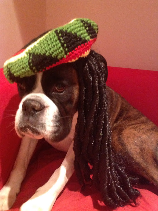 003_HundHekelmütze