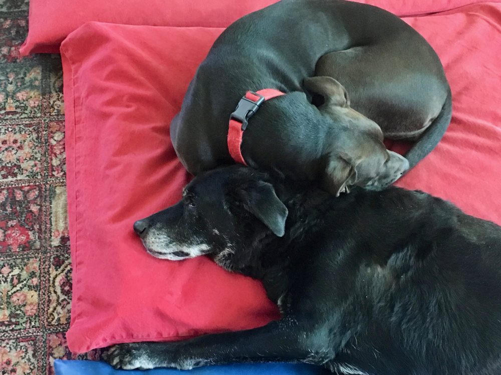 Two black dogs curled against each other.