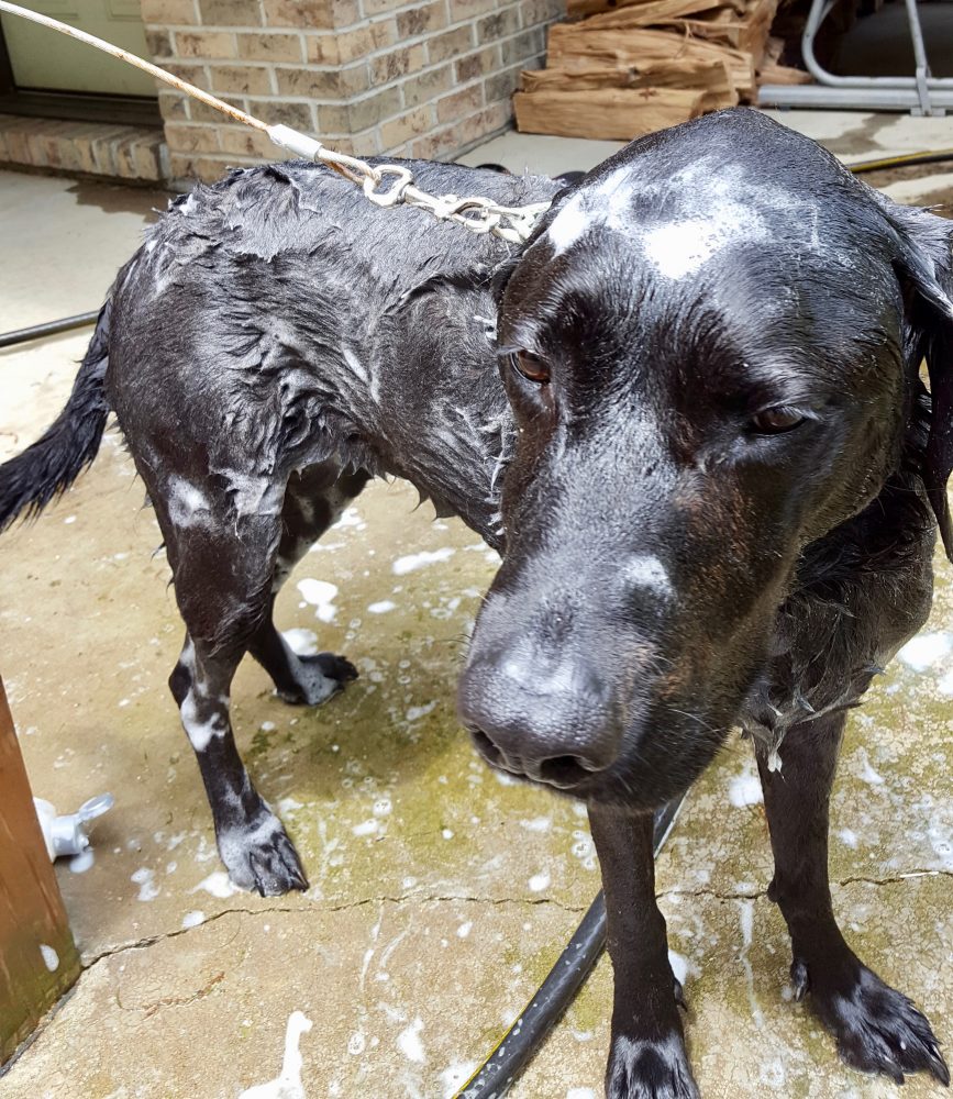 Photo of black lab puppy getting washed
