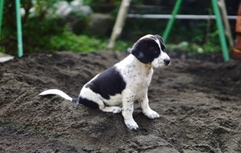 Photo of dog dragging hind quarters on ground