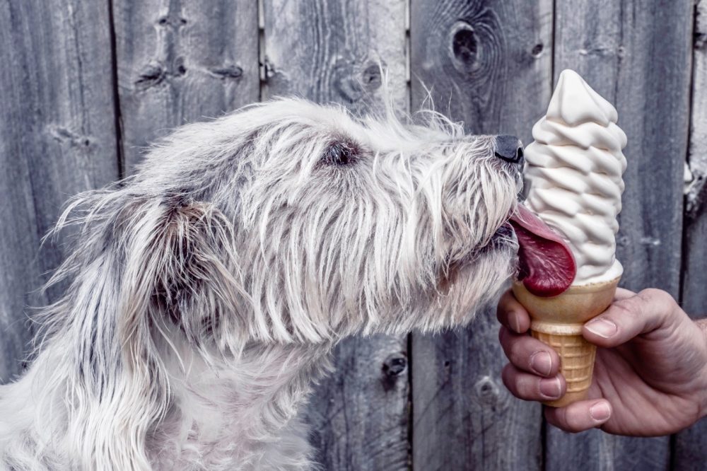 Photo of furry white dog licking an ice cream cone