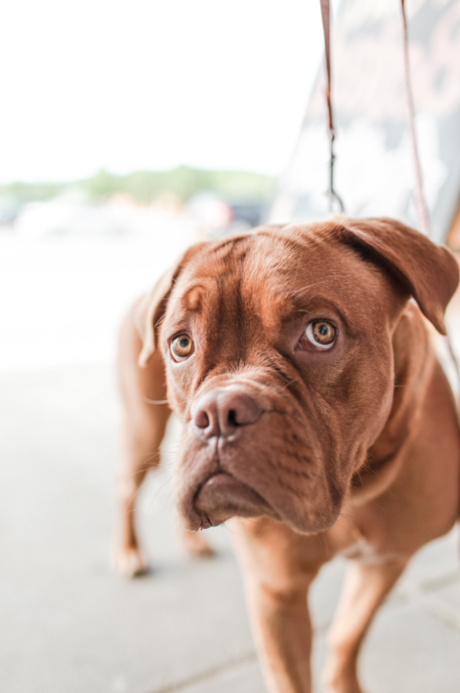 Closeup photo of sad faced brown boxer dog.