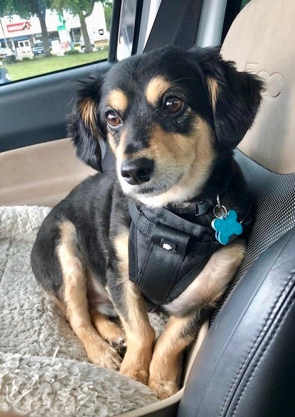 Chewy buckled up in a car