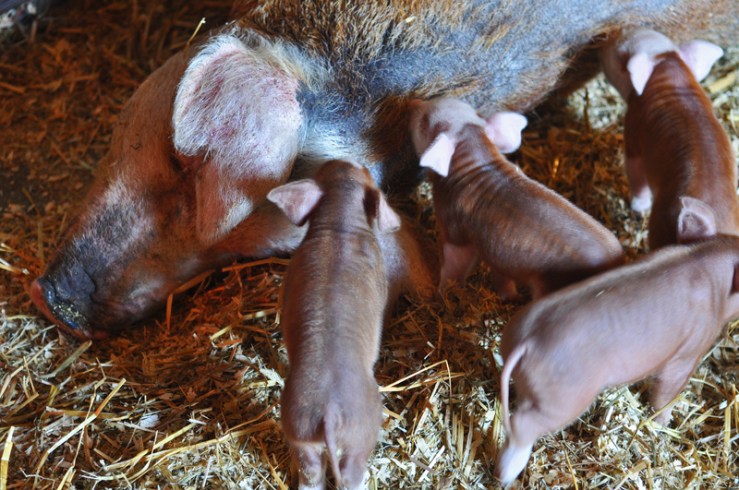 photo of piglets feeding