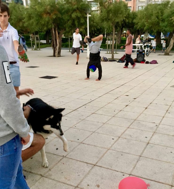 dogs and street performers at the park