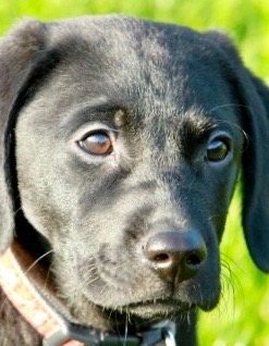 Black Labrador puppy dog eyes